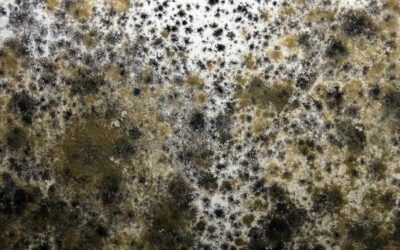 Mold Remedies – Lake Forest Plumbing