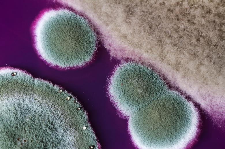 How To Approach Mold – Lake Forest Plumbing