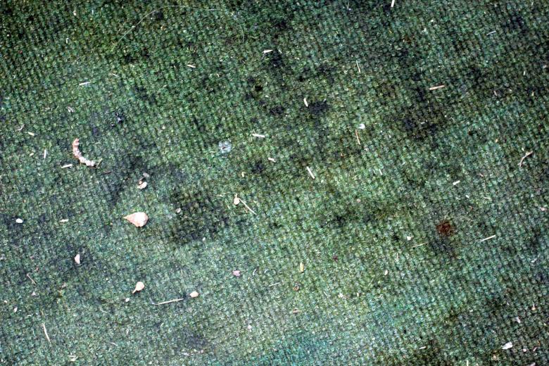 Carpet Mold Tips – Lake Forest Plumbing