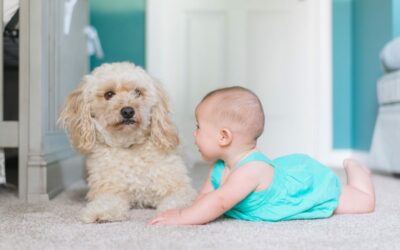 Understanding What To Do With Carpet Mold