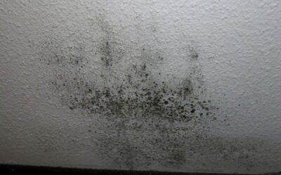 Understanding The Difference Between Mildew And Mold