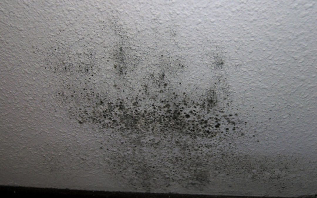 Understanding The Difference Between Mildew And Mold