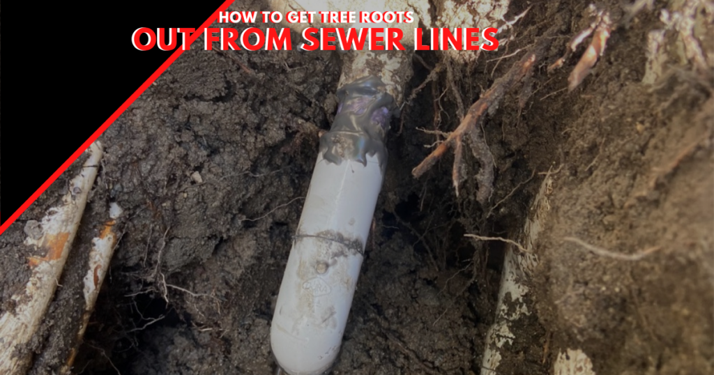 Sewer Line Tree Roots | Tree Roots in Sewer Line | Unclog Sewer Line