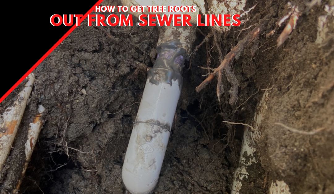 Sewer Line Tree Roots: How to Get Tree Roots out from Sewer Line