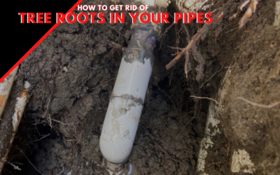How to Get Tree Roots out of Sewer Line